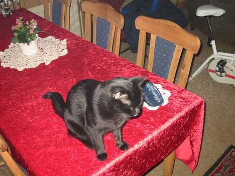 Blanding af racer oliver billede 9