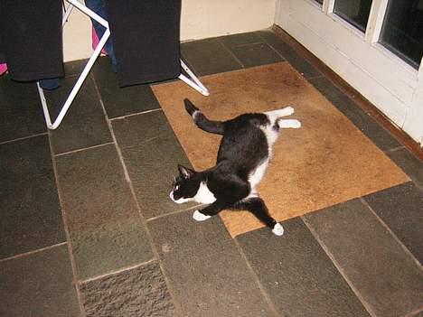 Blanding af racer Mille - ahhh det er skønt billede 3