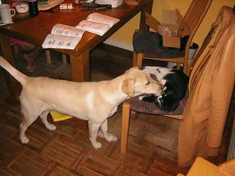 Blanding af racer Mille - hold op molly!!! billede 4