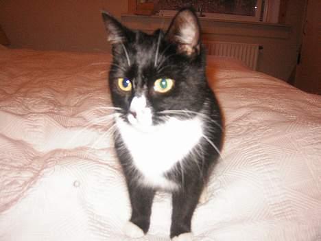 Blanding af racer Mille - Hej med dig!!!thi hi billede 5