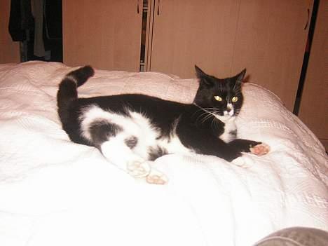 Blanding af racer Mille - Mille slapper af!!! billede 8