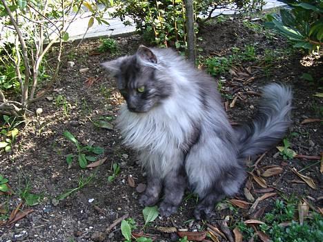 Maine Coon 'Findus' - Efterår 2006 - Kan ret godt li´ der her billed =) billede 2