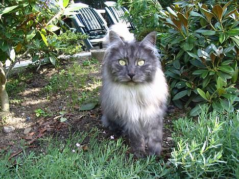 Maine Coon 'Findus' - Efterår 2006 - Mauuw ^_^ billede 3