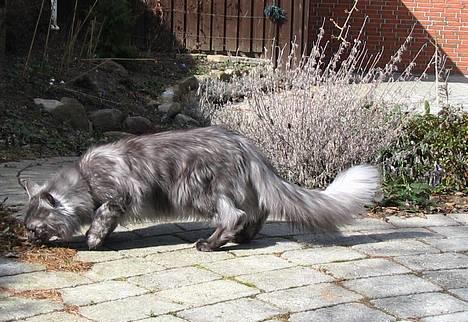 Maine Coon 'Findus' - Forår 2006: Tjek lige alle han nuancer ud...! billede 5