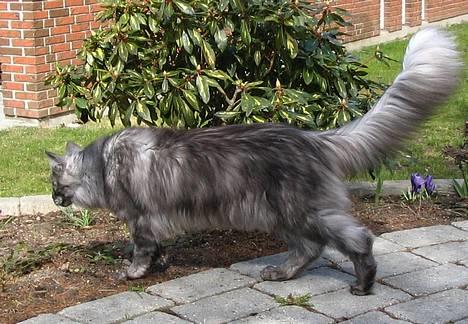 Maine Coon 'Findus' - Forår 2006: Ja, her er Den sære Snegl så igen..! o.O billede 7