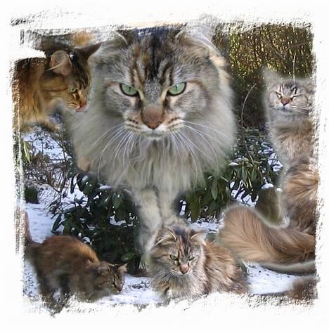 Maine Coon 'Cirkeline' - Hvil i Fred - Mainpic billede 1