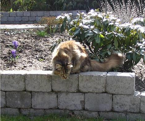 Maine Coon 'Cirkeline' - Hvil i Fred - Forår 2006 - Jaahja =) billede 2
