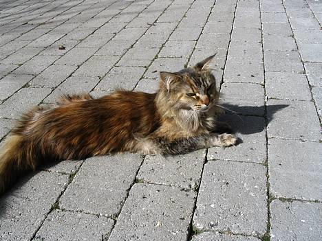 Maine Coon 'Cirkeline' - Hvil i Fred - Forår 2006: Her kan du se lidt af hendes farver/mønster billede 3