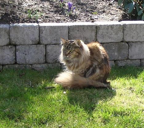 Maine Coon 'Cirkeline' - Hvil i Fred - Forår 2006: Her er hun da så fiiin!! :D:D billede 4