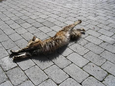 Maine Coon 'Cirkeline' - Hvil i Fred - Forår 2006: Hun strækker sig... lad hende dog det ;) Fin mave, ikk´? ;P billede 5