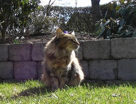 Maine Coon 'Cirkeline' - Hvil i Fred - Forår 2006: Aaah, dejlig brise... ^_^ billede 6