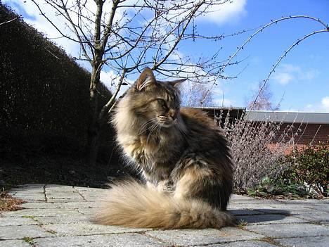 Maine Coon 'Cirkeline' - Hvil i Fred - Forår 2006: Gammelt frontbilled :) billede 7