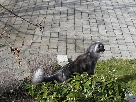 Maine Coon 'Findus' - Forår 2006: *Gasp!* What the!? billede 8