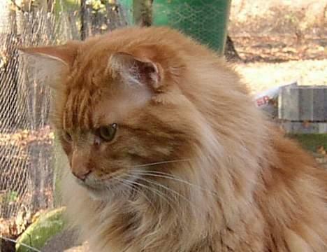 Maine Coon 'Magic Coon Mao (Død)' - Mao på et nærbillede billede 1