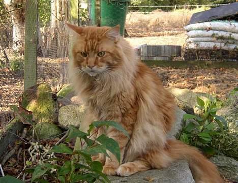 Maine Coon 'Magic Coon Mao (Død)' - Mao den store konge!! (Der er ganske vist ikke mange billeder, men det var lige dem jeg havde!) billede 2
