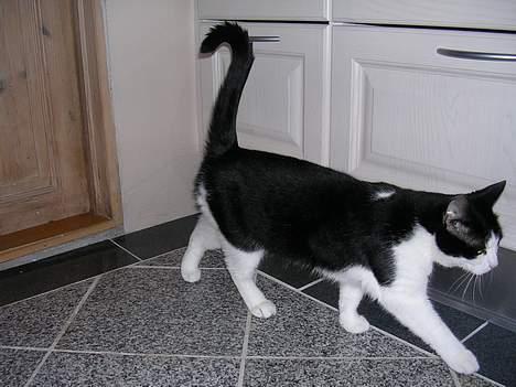 Huskat Mille - Lad vær jeg gider ik.. Hehhe.. billede 2