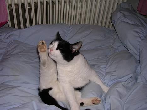 Huskat Mille - Så nu skal jeg være ren.. billede 3