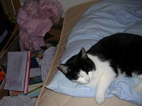 Huskat Mille - Mille sover billede 4