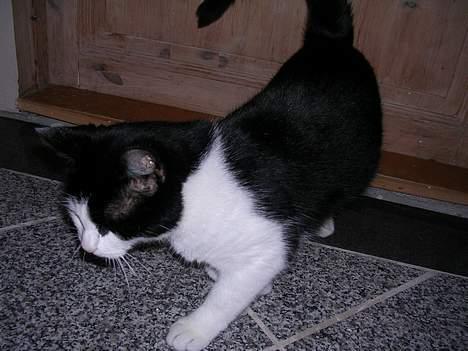 Huskat Mille - Mille er kælen lige der.. billede 5