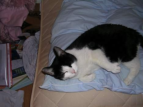 Huskat Mille - Jeg vil sove.. billede 6