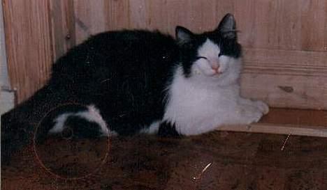 Huskat Mille - Der er min gamle kat (Mille´s og Garfield´s far) som desvære er død nu.. Han var en Norskskovkat billede 7