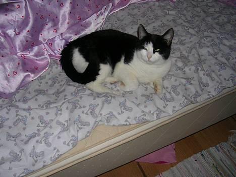 Huskat Mille - Mille billede 8