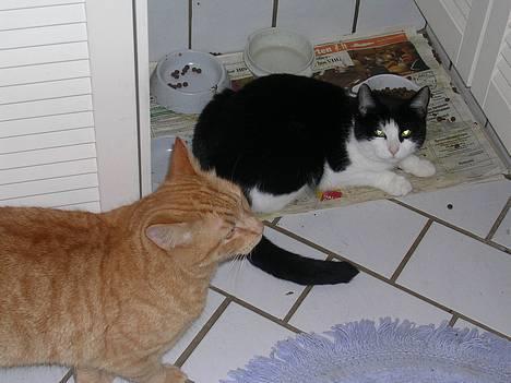 Huskat Mille - Mille og hendes Lillebror Garfield billede 9