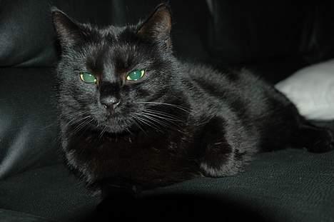 Blanding af racer Sheta billede 1