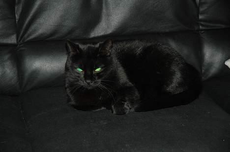 Blanding af racer Sheta billede 2