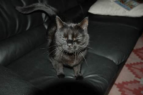 Blanding af racer Sheta billede 3