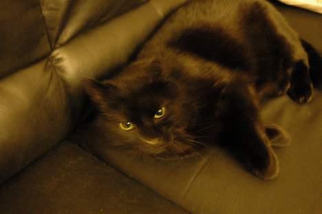 Blanding af racer Sheta billede 4