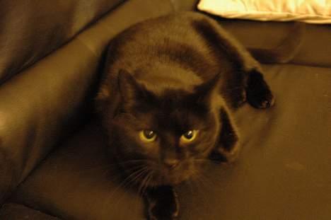 Blanding af racer Sheta billede 5