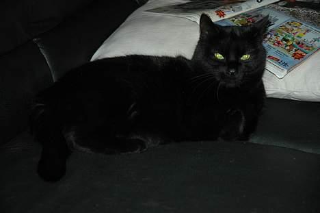 Blanding af racer Sheta billede 7