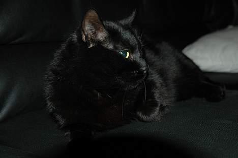 Blanding af racer Sheta billede 8