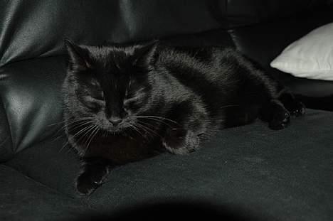 Blanding af racer Sheta billede 9