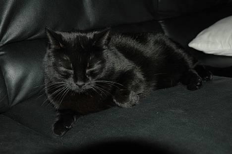 Blanding af racer Sheta billede 10