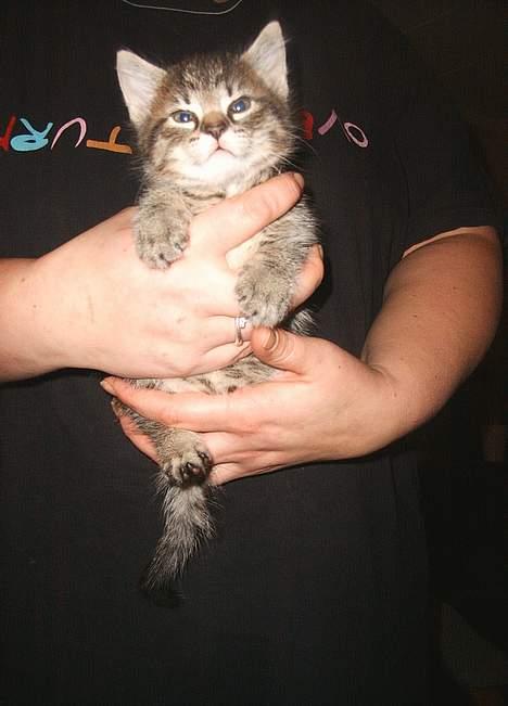 Blanding af racer Kovo billede 2