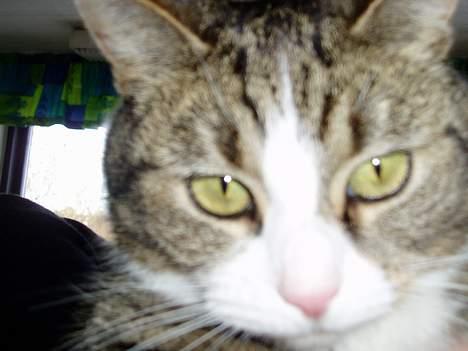 Huskat Katja - Et lille hoved af skatten.. billede 1