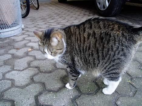 Huskat Katja - Her er så hele katten.. billede 2