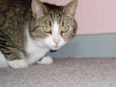 Huskat Katja - Her er hun så igen..Under min seng.. billede 3