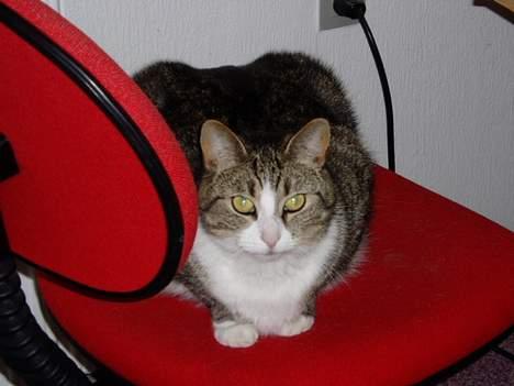 Huskat Katja - Lii hende igen, på kontorstolen.. billede 4