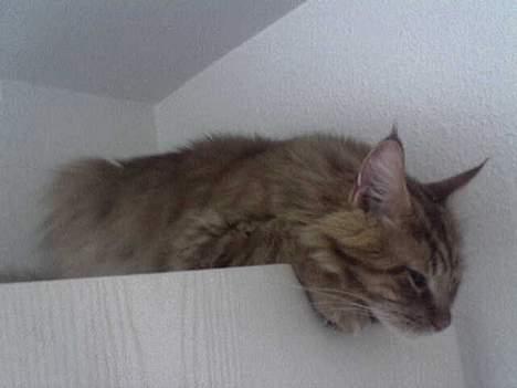 Maine Coon Hugo Boss billede 10