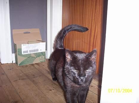 Huskat misser billede 5