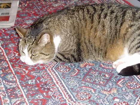 Huskat Katja - *Gab* Katja tager lii en lur. billede 5