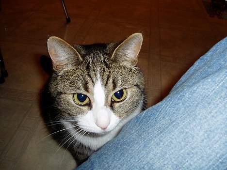 Huskat Katja - Hov! Hva laver Katja nu?? billede 6