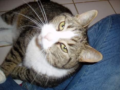 Huskat Katja - Karen er såååååå sød billede 7