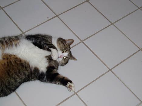 Huskat Katja - Hej hej billede 8