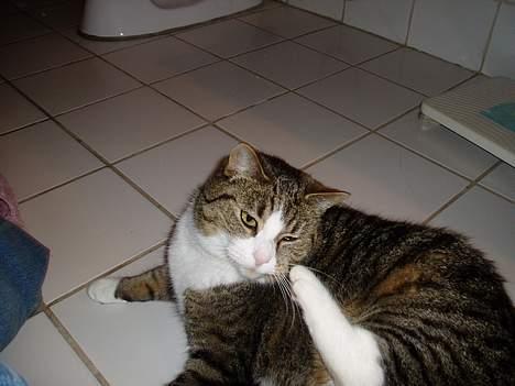 Huskat Katja - Uha det klør billede 9