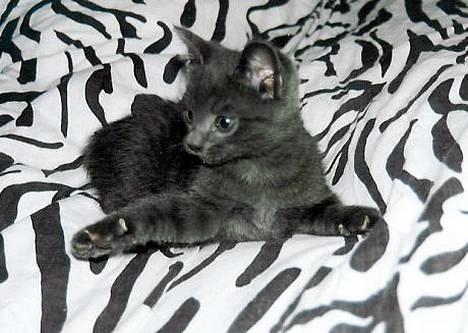 Blanding af racer Felix - Felix min egnlemis :) Kort efter vi fik ham. billede 1