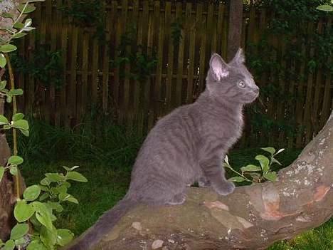 Blanding af racer Felix - Skønheden udforsker haven :) billede 2